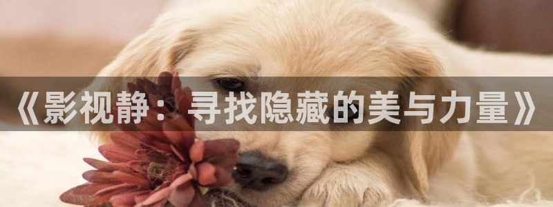 yy6080新视觉影视影院免费观看